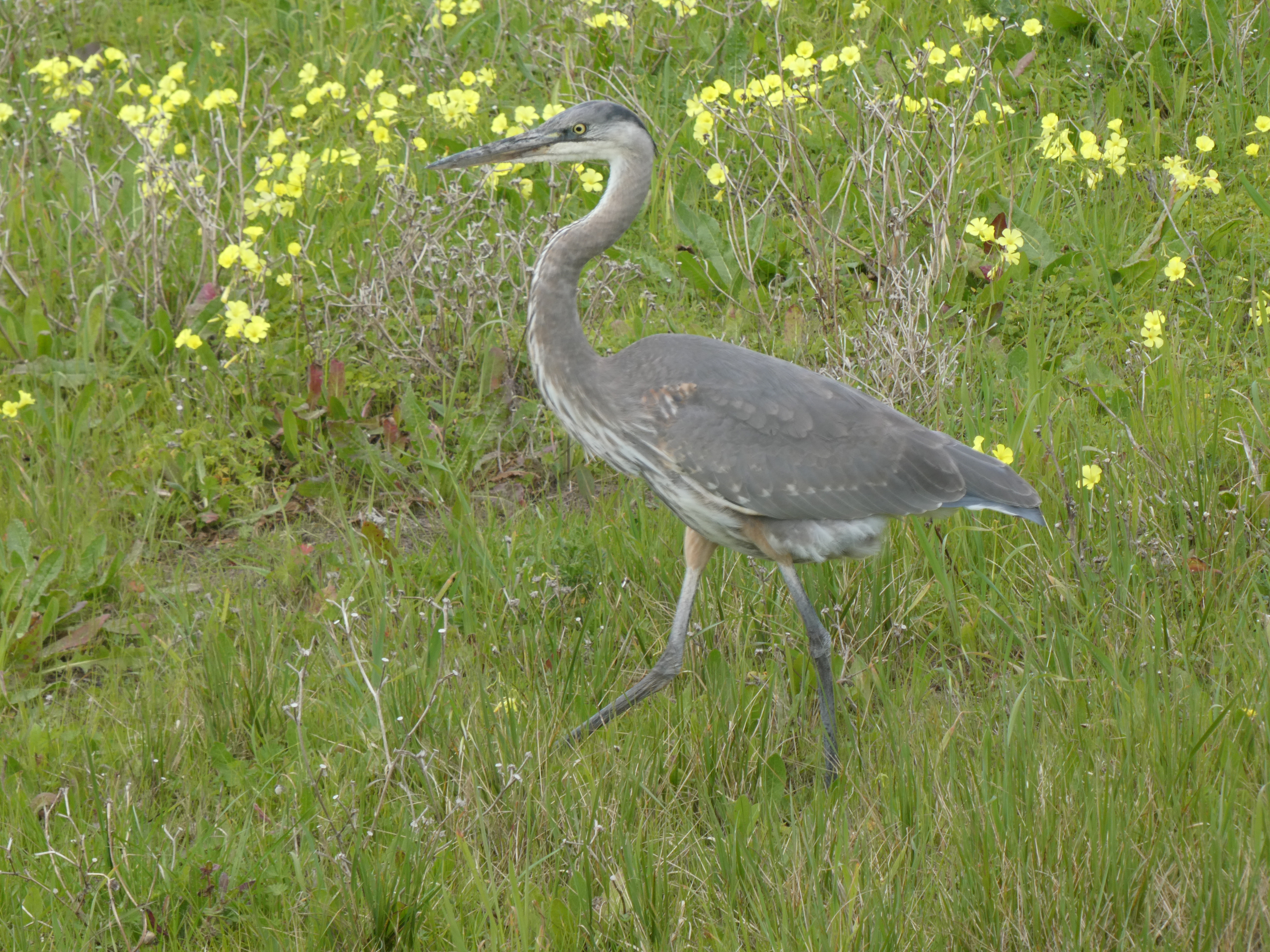 Great Blue Heron walking in a grassy field